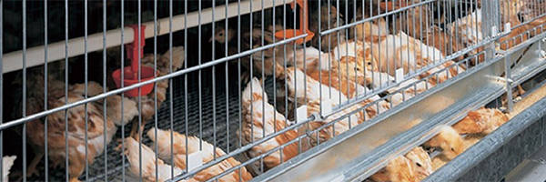 poultry cage mesh welded machine